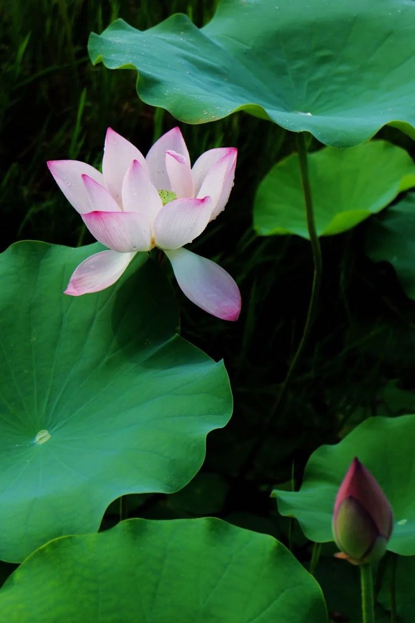 夏日最佳赏荷打卡地公布:去不了的看看美图也醉了!|荷花|打卡|美丽乡