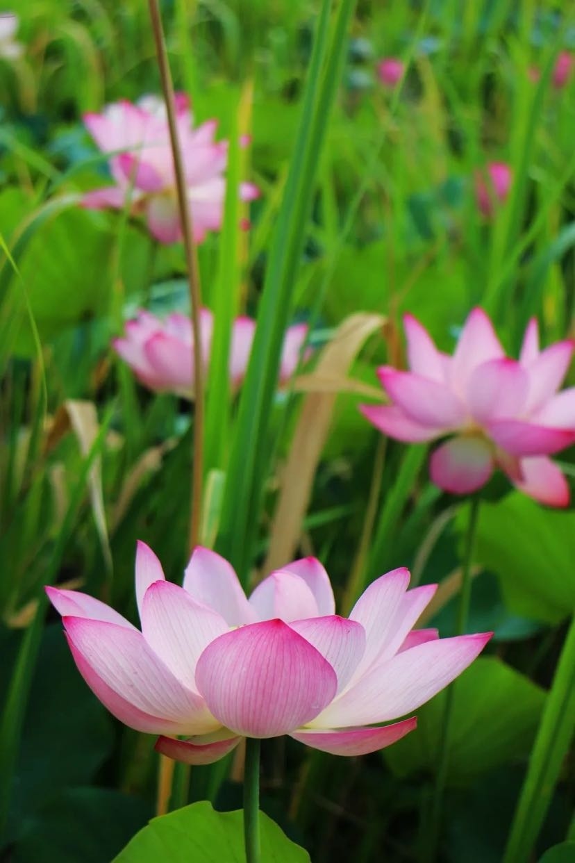 夏日最佳赏荷打卡地公布:去不了的看看美图也醉了!|荷花|打卡|美丽乡