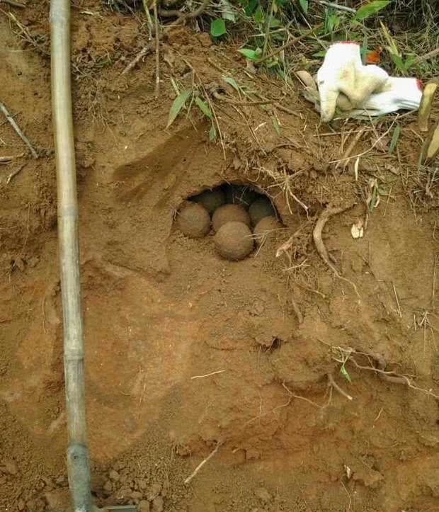 在挖菜的时候发现了一些奇怪的圆球,看起来很古老,这些圆球布满了泥土