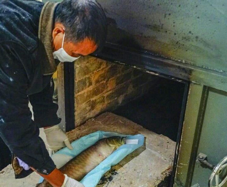 一条金龙鱼的火化全过程:主人不忍吃,将其送到宠物公司火化