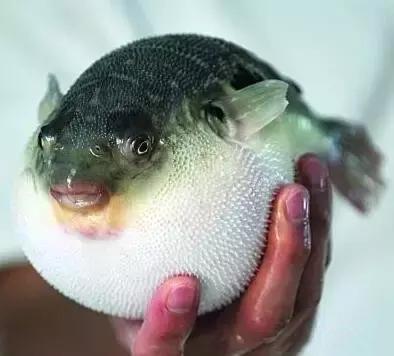 男孩海边捡到条"气球鱼",家长看到后,竟吓得赶紧将其扔掉