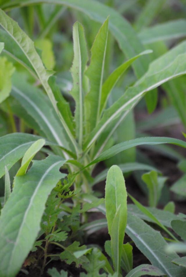 2,曲麦菜曲麦菜,味苦,性凉,具有清热解毒,祛痰止痛,补虚止咳之效, 其