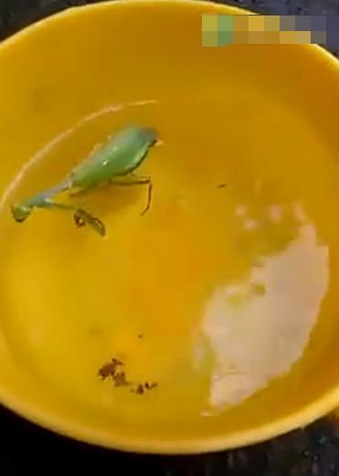 男子把螳螂放入水中观察竟出现这样一幕让人看了心惊胆寒