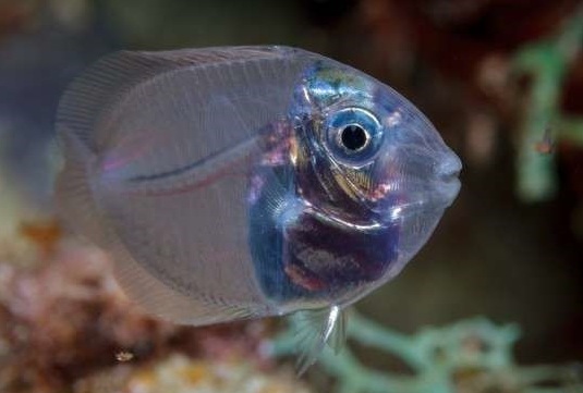 网友分享浑身透明的小鱼,大家纷纷评论是上帝的礼物