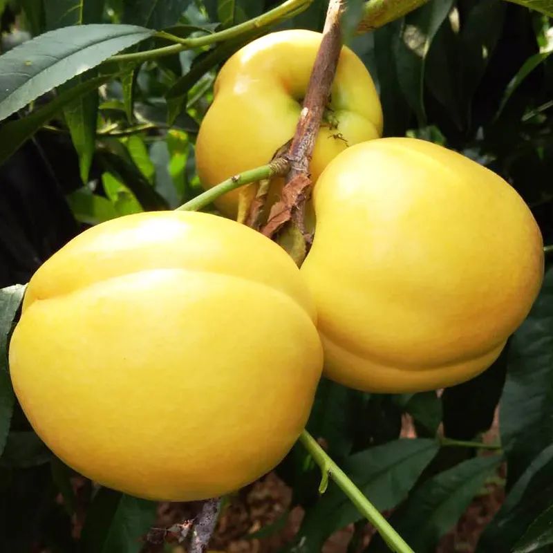 太鲜了!鲜甜多汁的黄金油桃!不打药,不催熟,树上摘下就直接吃