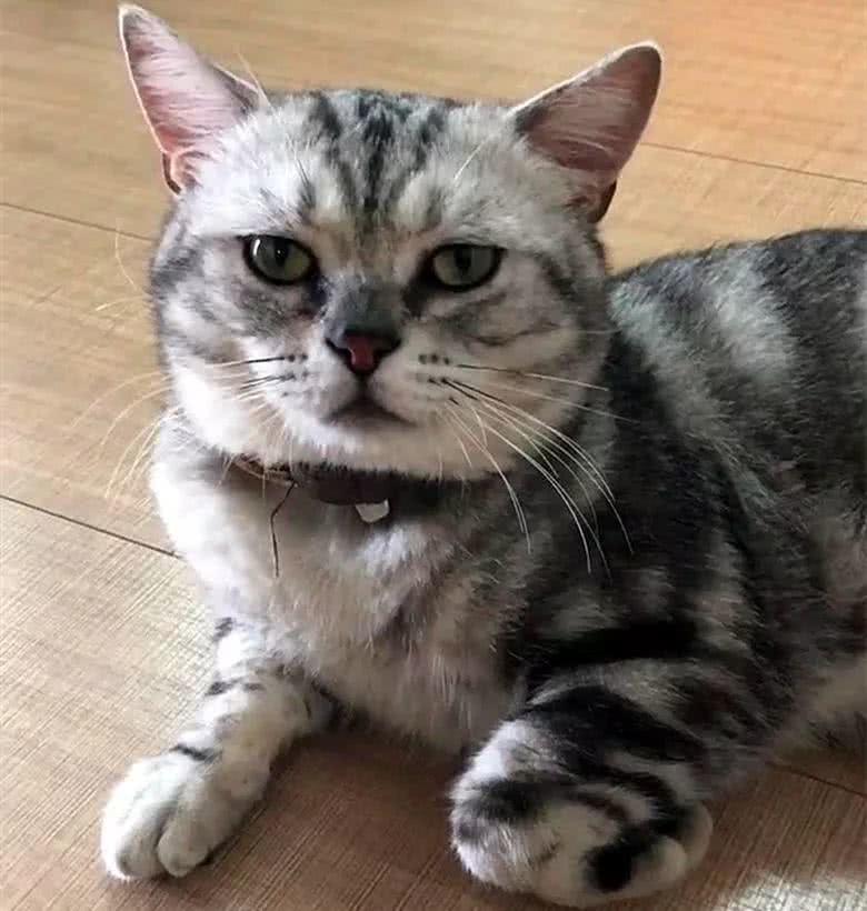 高冷猫被撸后气得咬人露爪,最后一脸嫌弃的把手藏起来|猫|猫咪|爪子