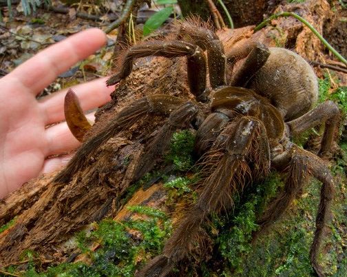 亚马逊雨林到底多可怕,竟被称为"人类禁区"?看完果然不一般