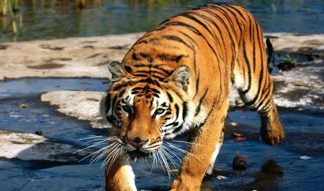 风水轮流转属虎人7月有五囍上门请珍惜