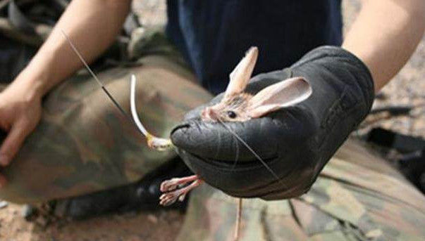 老鼠"变异"长出两只巨大的耳朵,真相让专家都笑了