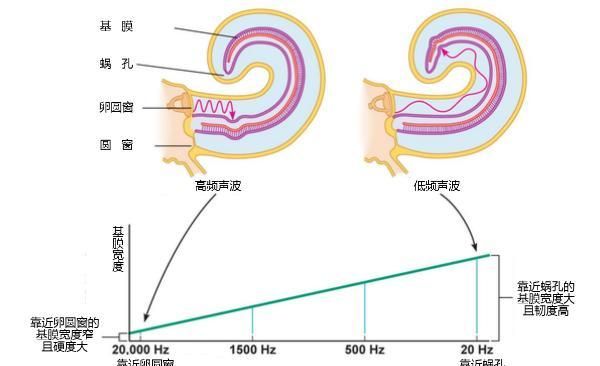 鼓膜|基底膜|振动_新浪新闻