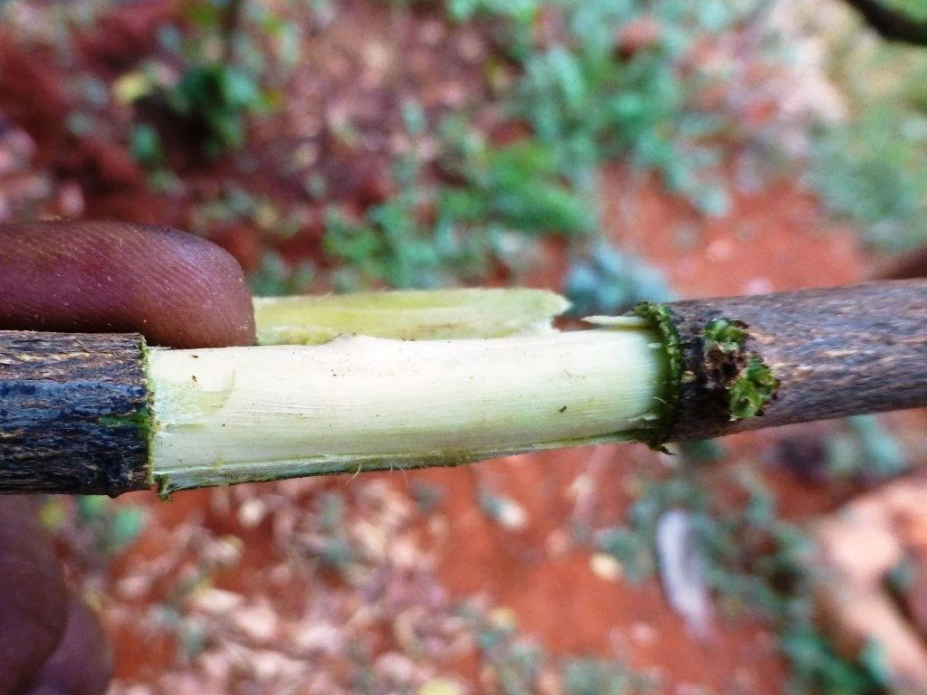 以大红花为例,教大家空中压条繁殖的技巧,繁殖木本植物就靠它