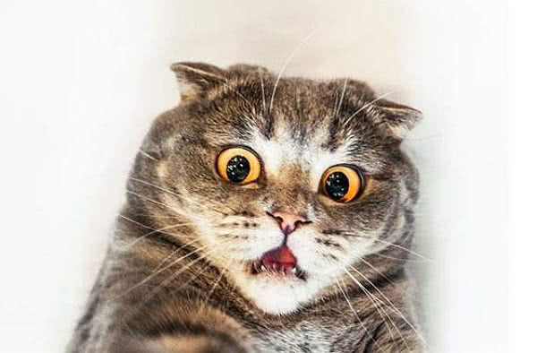 当你大清早买了小鱼干,猫咪这表情谁能体会?了解一下