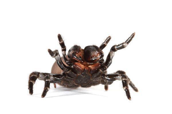 毒蜘蛛的天敌是什么图片
