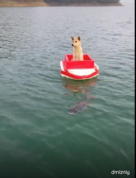 往前游,小游艇就这么顺顺的开了,狗狗的表情别提多么拉风多么的酷了呢