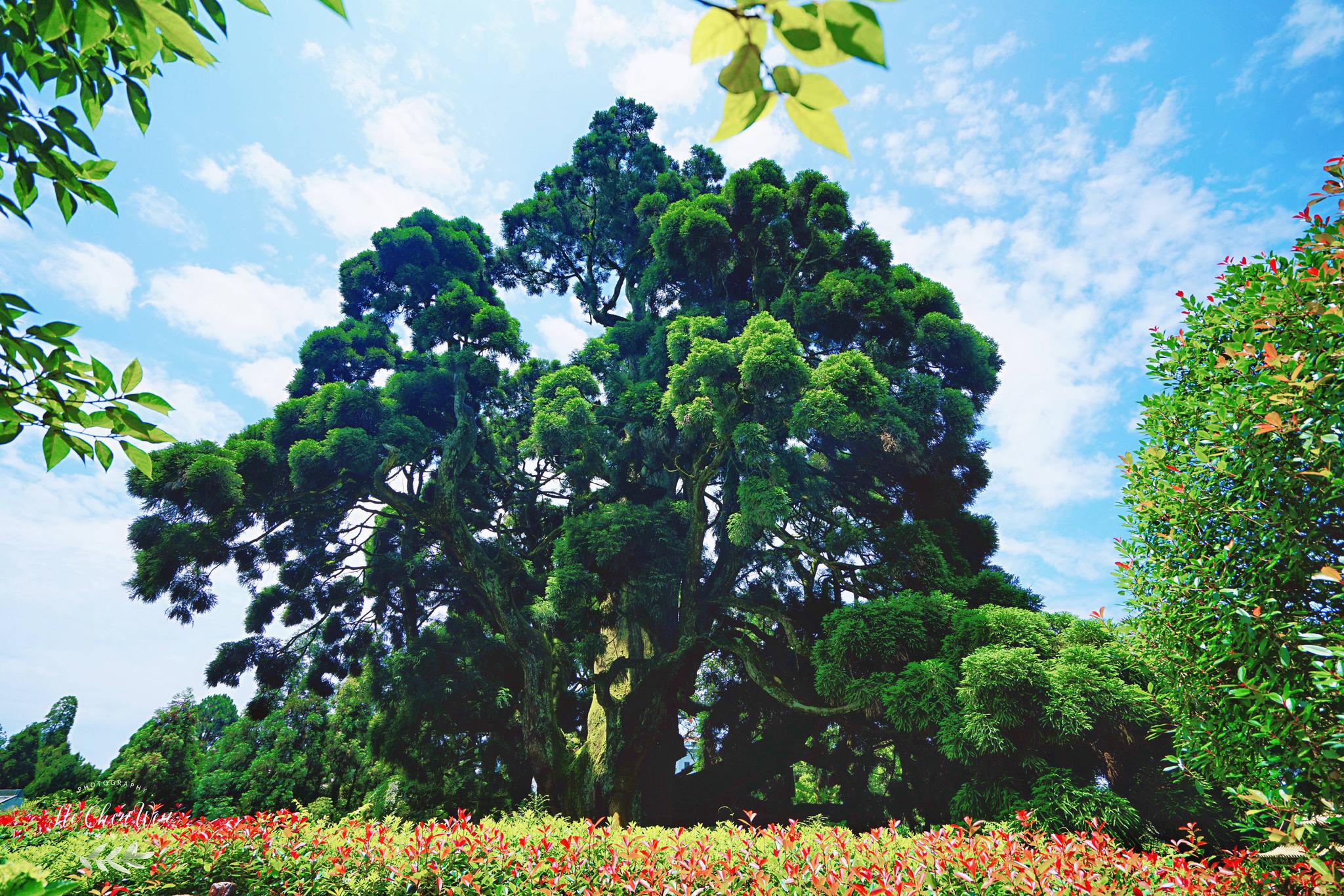 福州的避暑胜地藏着海拔最高的公园千年柳杉王郁郁葱葱