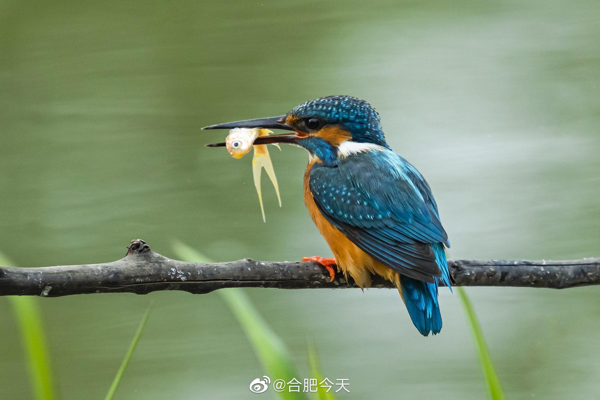 借鱼献爱!摄影师捕捉到两只翠鸟的亲密瞬间