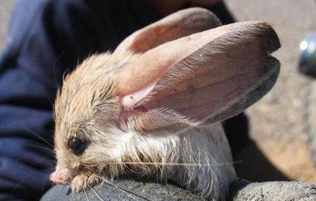 老鼠"变异"长出两只巨大的耳朵,真相让专家都笑了