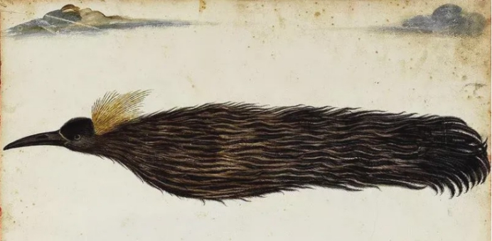 从不落地的无脚鸟连睡觉都在天上它真的一辈子都在飞吗