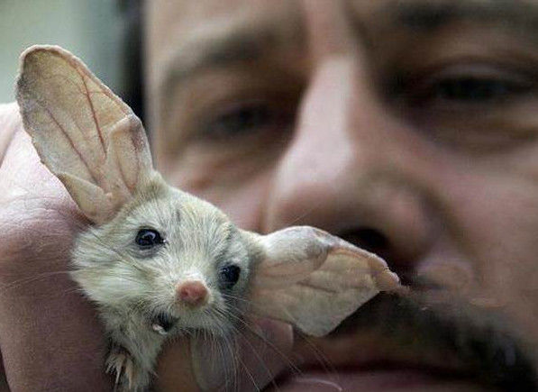 老鼠"变异"长出两只巨大的耳朵,真相让专家都笑了