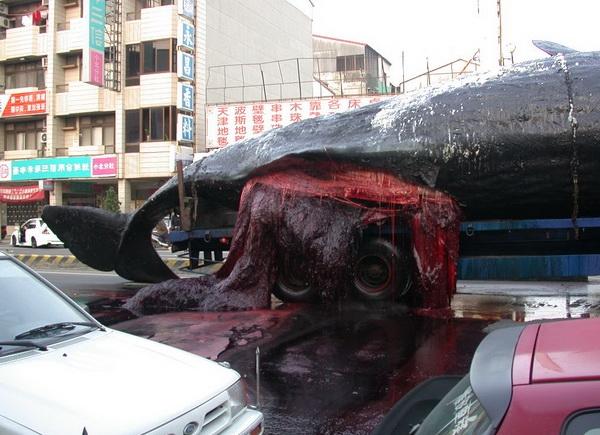 为何搁浅的鲸鱼非常危险看完这次台湾鲸爆你就瞬间明白了