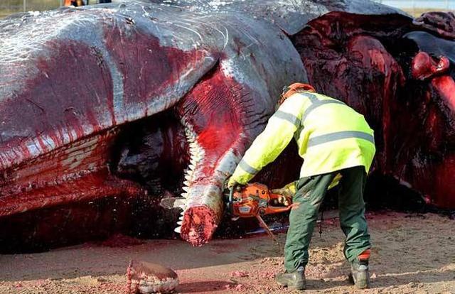 为何搁浅的鲸鱼非常危险看完这次台湾鲸爆你就瞬间明白了