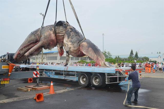 为何搁浅的鲸鱼非常危险看完这次台湾鲸爆你就瞬间明白了