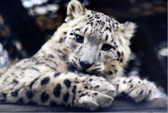 雪豹的祖先布氏豹也生活在这里,大约170万年前,青藏