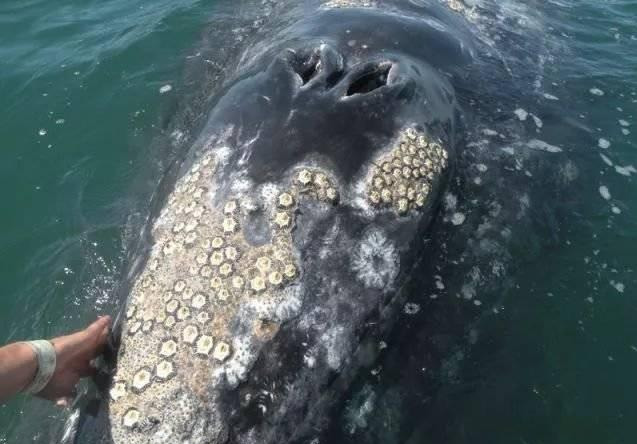 鲸鱼|鲨鱼|寄生_新浪新闻