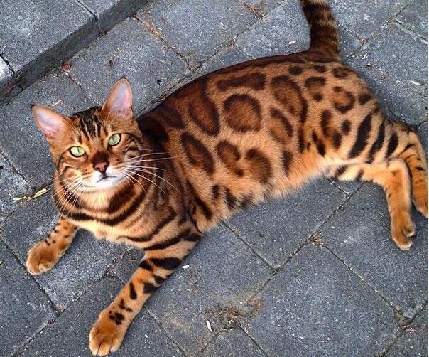 土豪才养得起的6种猫咪,最后一种,堪比豪车