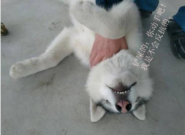 顽皮二哈拆家成瘾,铲屎官直接锁喉教育,场景让人笑到不行