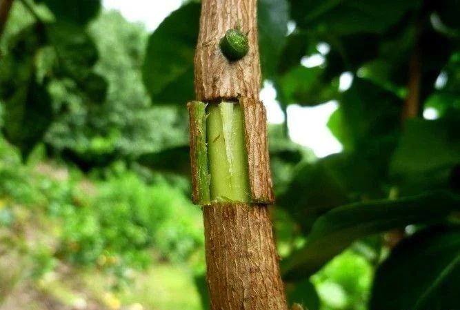以大红花为例,教大家空中压条繁殖的技巧,繁殖木本植物就靠它