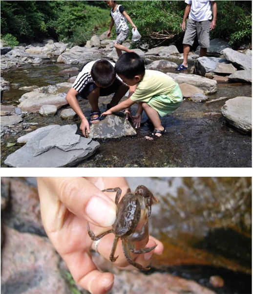 回不去的故乡之:抓螃蟹