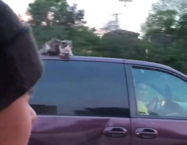 猫咪在车顶上睡着,被粗心车主带到高速上狂兜风休闲区蓝鸢梦想 - Www.slyday.coM 猫咪在车顶上睡着,被粗心车主带到高速上狂兜风休闲区蓝鸢梦想 - Www.slyday.coM