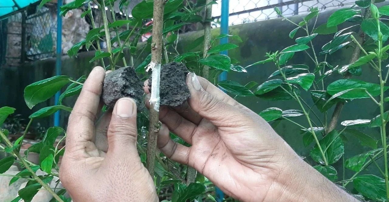 以大红花为例,教大家空中压条繁殖的技巧,繁殖木本植物就靠它