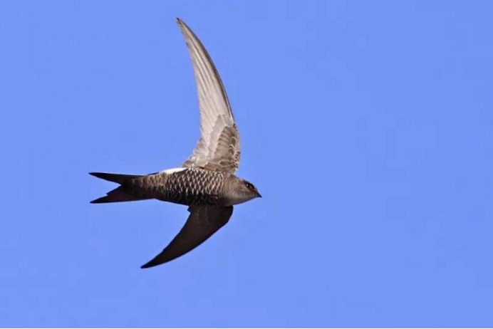 从不落地的无脚鸟连睡觉都在天上它真的一辈子都在飞吗