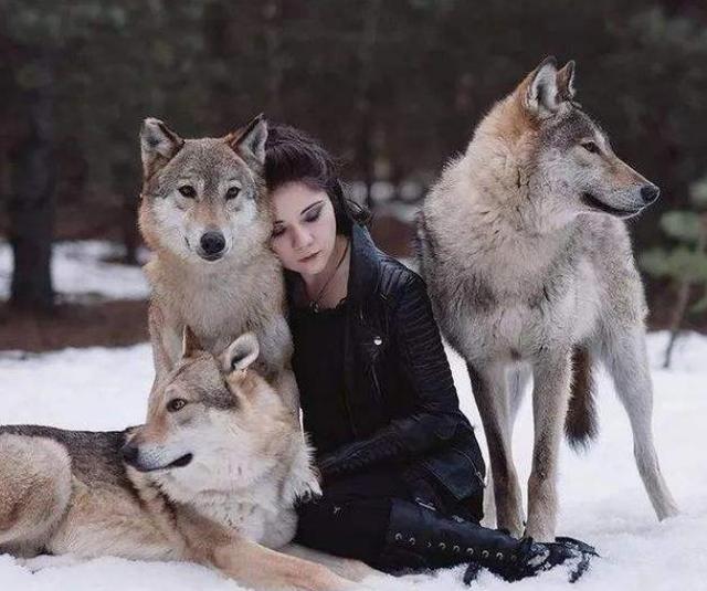 俄罗斯狼群猛增当地人花式捕猎网友不愧是战斗民族