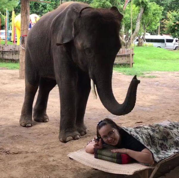 大象帮游客踩背,人们纷纷前往要求按摩,网友却纷纷表示不敢看