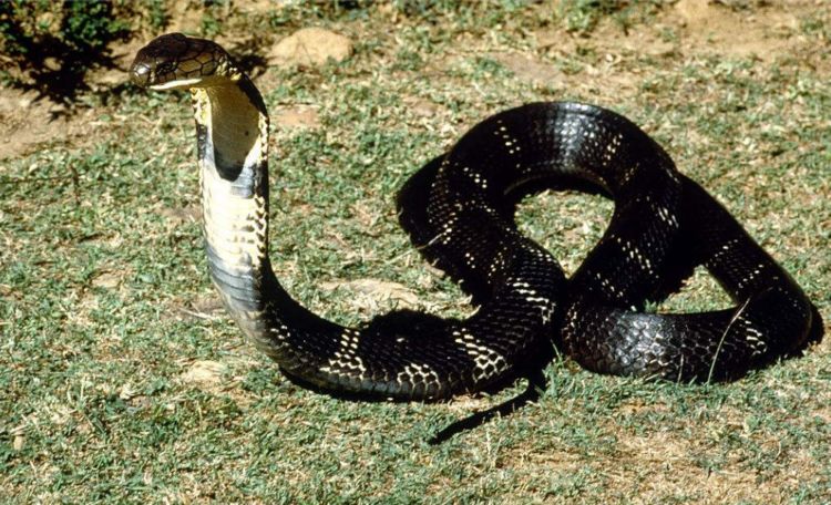 男子用开水活煮毒蛇,蛇在里面剧烈挣扎 网友:森林公安在路上