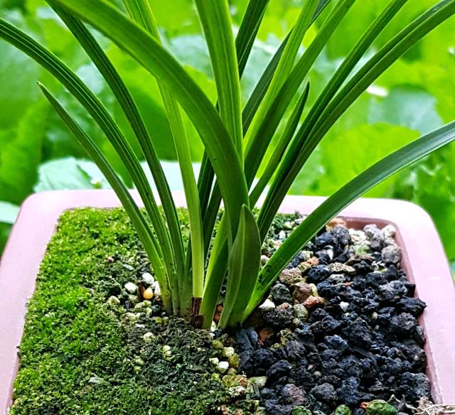 鹅卵石做兰花护盆可以吗网友的骚操作让人哭笑不得替兰花憋屈