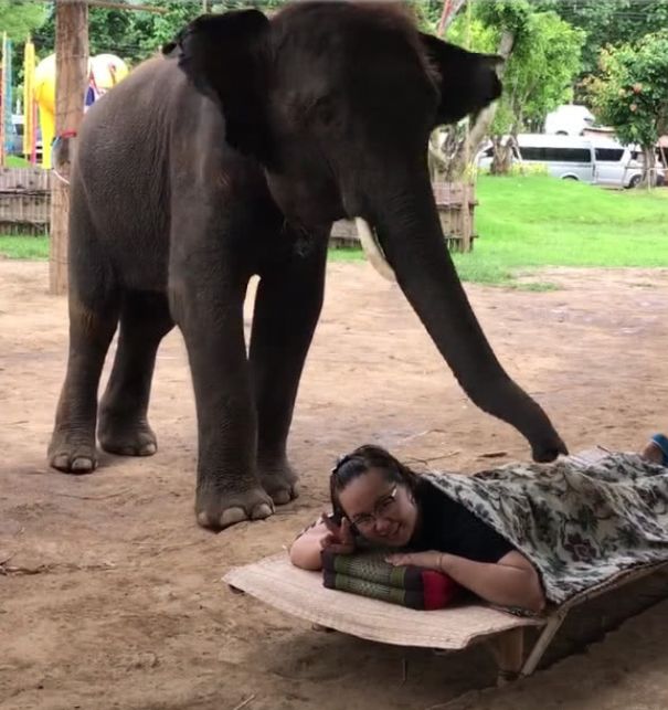 大象帮游客踩背,人们纷纷前往要求按摩,网友却纷纷表示不敢看