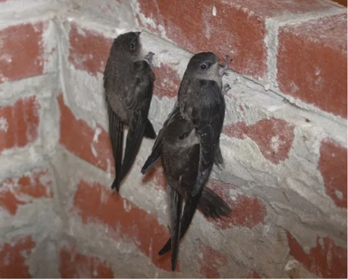 从不落地的无脚鸟连睡觉都在天上它真的一辈子都在飞吗