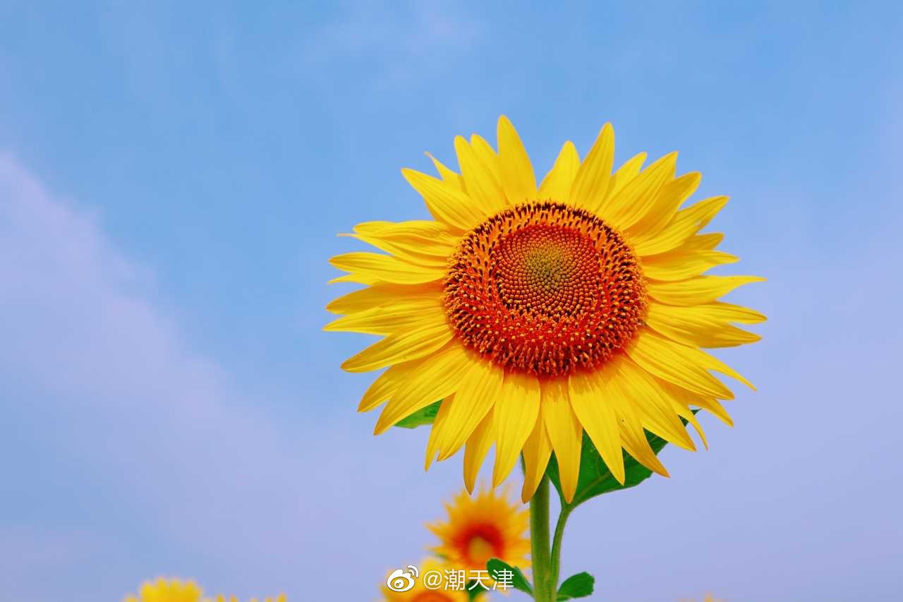 向阳而生by法律人孙正摄于滨海永定州公园