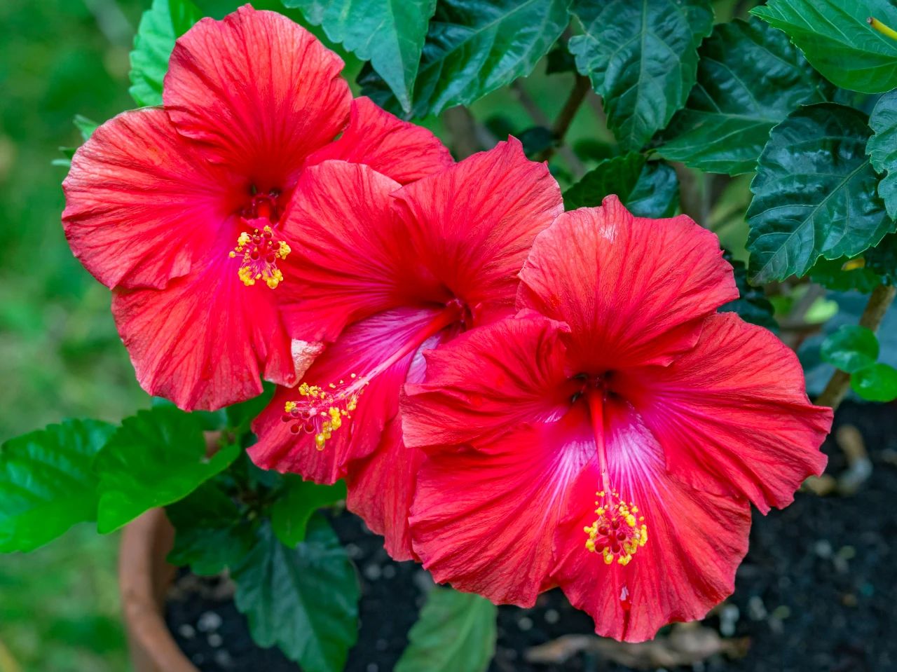 以大红花为例,教大家空中压条繁殖的技巧,繁殖木本植物就靠它