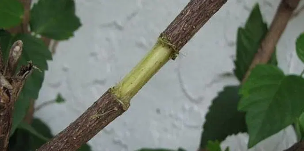 以大红花为例,教大家空中压条繁殖的技巧,繁殖木本植物就靠它