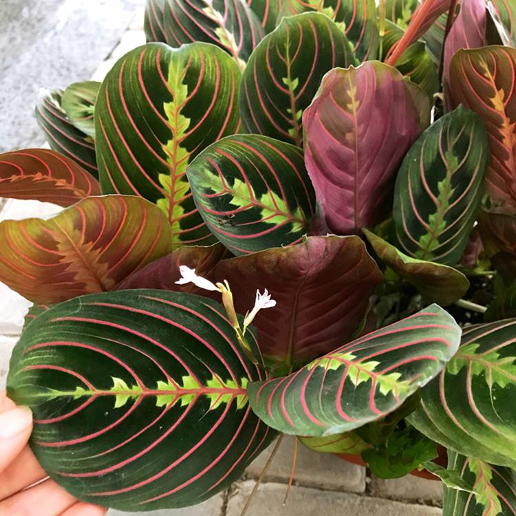 蝉叶竹芋是近几年来比较受欢迎的一个品种,它的叶片非常好看,真的就像