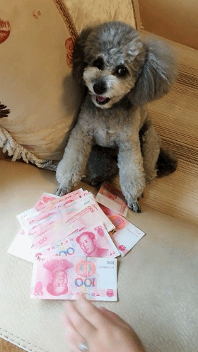 泰迪狗狗爱财如命,把钱看的死死的,谁敢动就咬谁