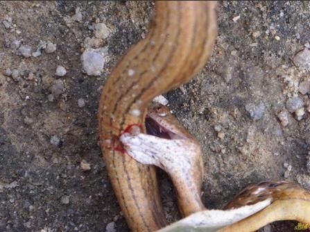 男子发现一条蛇自残剖开其肚皮后里面的东西让他惊呆了