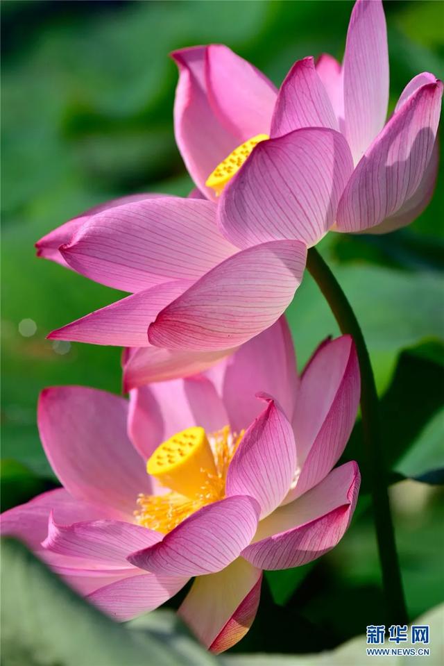 夏日里,云南的荷花开了:清香阵阵,沁人心脾