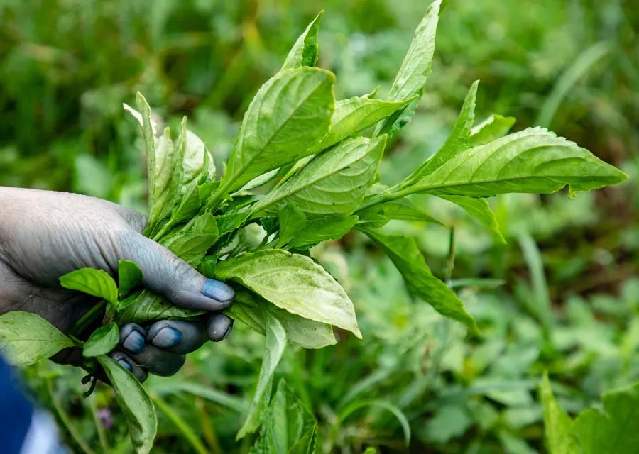 手工天然蓝染t恤,穿透灵魂的那一抹蓝 || chin@美物_创事记_新浪科技_