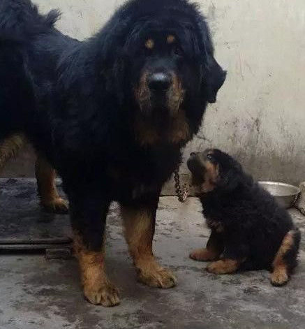 男子养不起两只藏獒把小藏獒卖掉藏獒妈妈的表情让人心疼